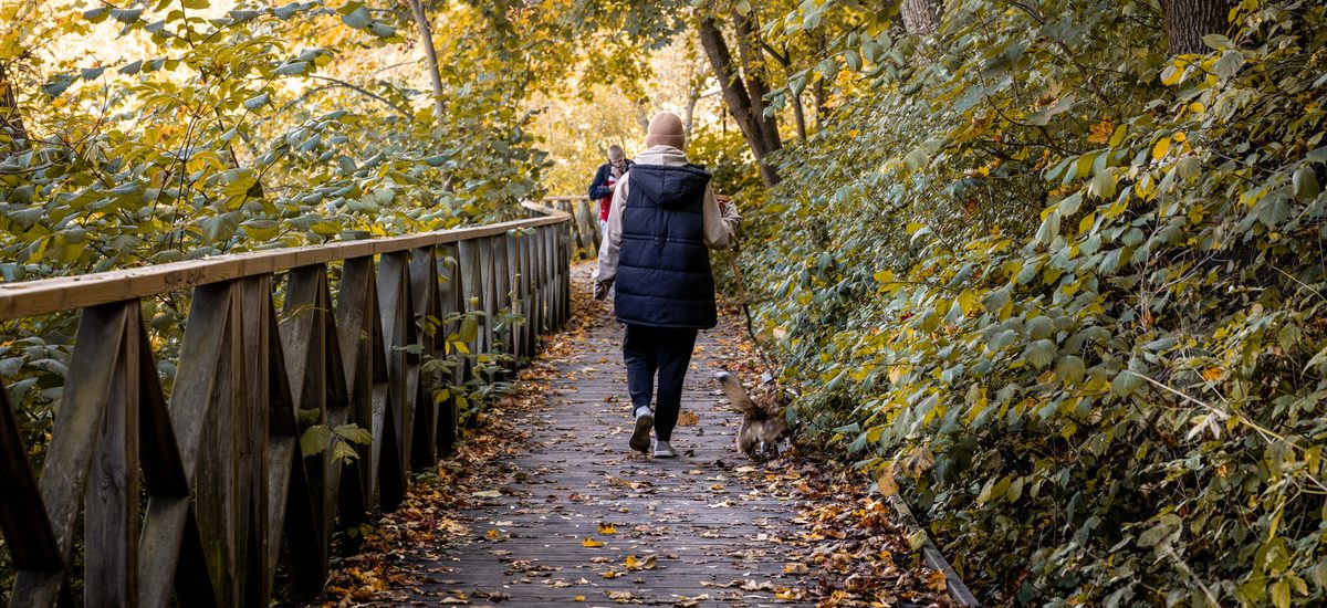 Autumn boardwalk, Turku
